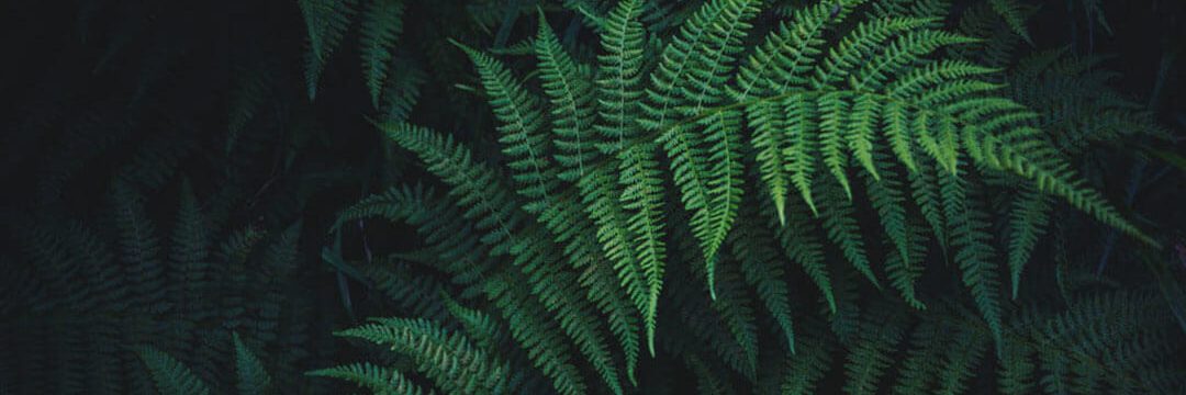 nick-cooper-731773-unsplash